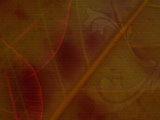 Looking Leaves PowerPoint Templates Looking Leaves PowerPoint Templates